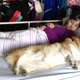 Illustration for article titled A Girl and Her Corgi